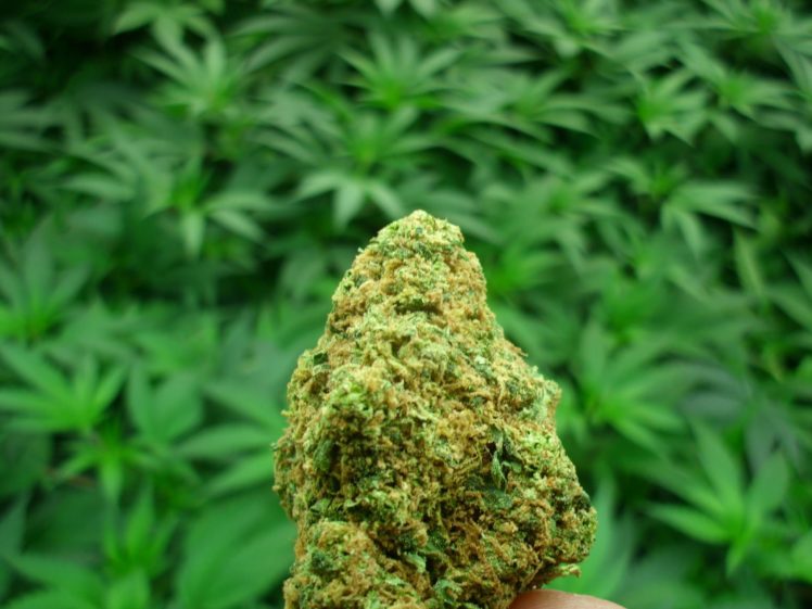 Are You Going To See The Detailed Product Explanation At Online Dispensaries? post thumbnail image