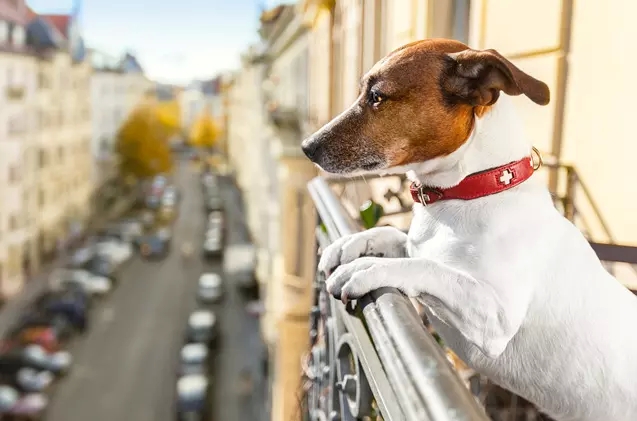 The Pros and Cons of just living in a Dog-Helpful Condominium: What You Need to Know post thumbnail image