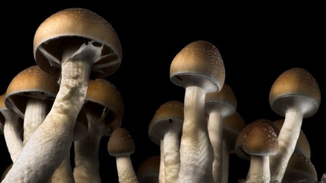 Buy Shrooms DC: How to Safely Navigate the Psychedelic Market post thumbnail image
